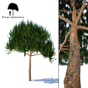 Premium Pine Timber | High-Quality Pinus Sylvestris 3D model image 1 