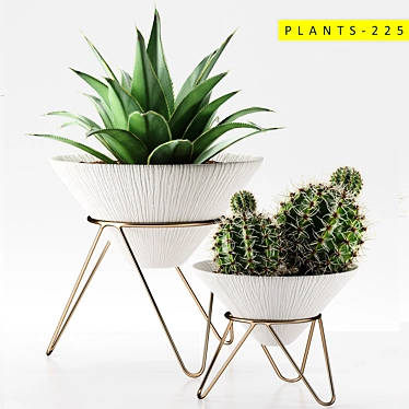 3D Cactus Models: Plants 225 3D model image 1 