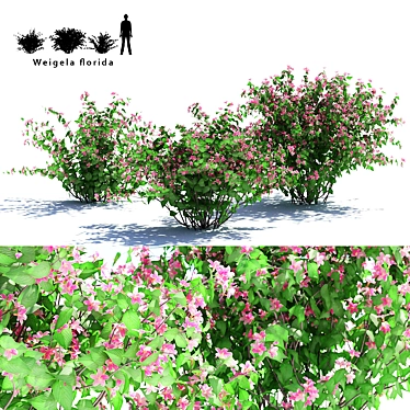 Flowering Weigela Bush Trio | Weigela Florida 3D model image 1 