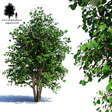 Crimson Japanese Multishtamb | Cercidiphyllum japonicum 3D model image 1 