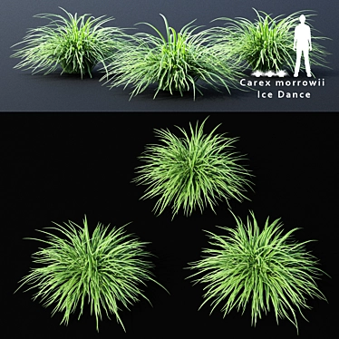 Sedge Morrova | Carex Ice Dance Grass 3D model image 1 