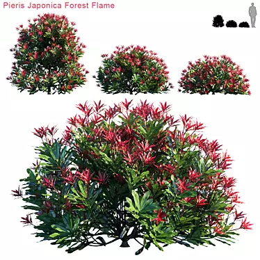 Vibrant Pieris Japonica Forest Flame 3D model image 1 