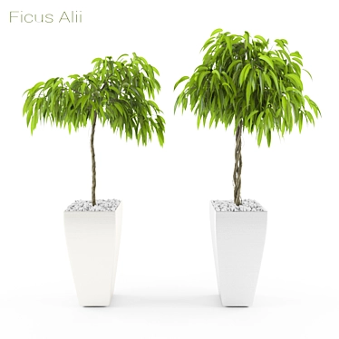 3D Ficus Alii Set: Lifelike Greenery 3D model image 1 