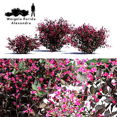 Blooming Weigela Bush Trio 3D model image 1 