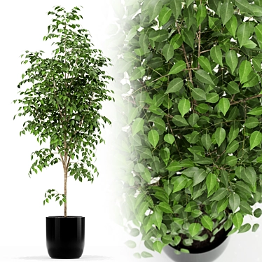 151 Plant Collection: Versatile and Vibrant! 3D model image 1 