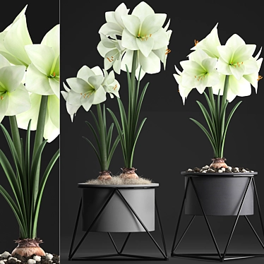 Exquisite Hippeastrum Collection: Perfect Indoor Plants! 3D model image 1 