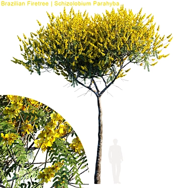 Exquisite Brazilian Firetree | Schizolobium Parahyba 3D model image 1 