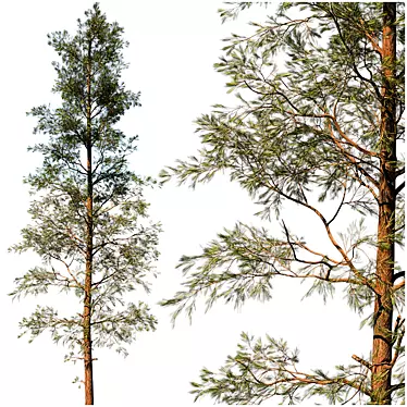 Evergreen Pine Tree: VRay Max14 3D model image 1 