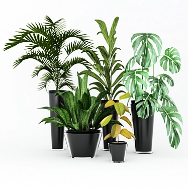 Exotic Houseplant Collection 3D model image 1 