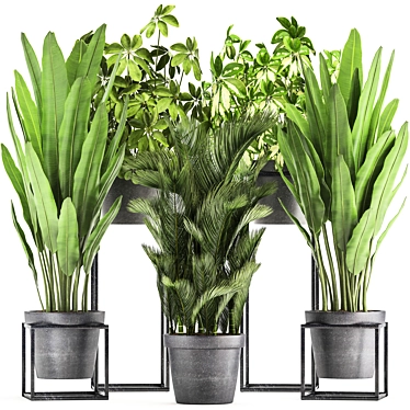 Exotic Houseplant Collection: Dypsis, Schefflera, Banana Palm 3D model image 1 