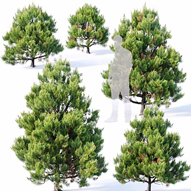 Low Poly Detailed Pine Collection 3D model image 1 