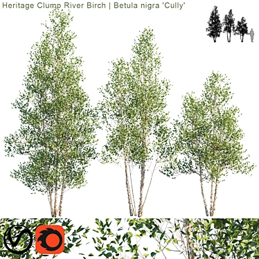 Rustic Clump River Birch | Betula nigra "Cully 3D model image 1 
