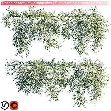 Trachelospermum Jasminoides: Star Jasmine Creeper 3D model image 1 