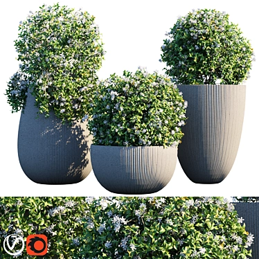 Elegant Star Jasmine Potted Plant 3D model image 1 