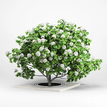 Elegant White Rhododendron: 3D Model 3D model image 1 