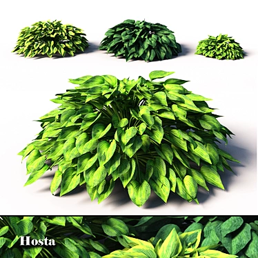 Beautiful Hosta Perennials for English Gardens 3D model image 1 