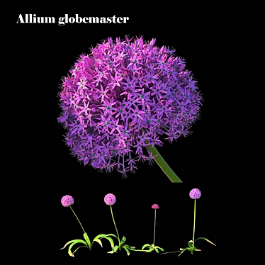 Gorgeous Pink Allium Globemaster 3D model image 1 