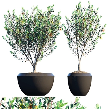 Elegant Eucalyptus Lehmannii: Potted Splendor 3D model image 1 