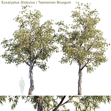 Tasmanian Bluegum: Vibrant Eucalyptus Model 3D model image 1 