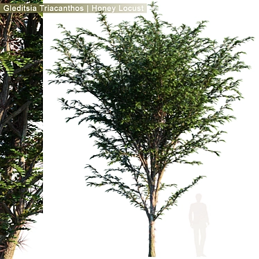 Glorious Honey Locust Tree 3D model image 1 