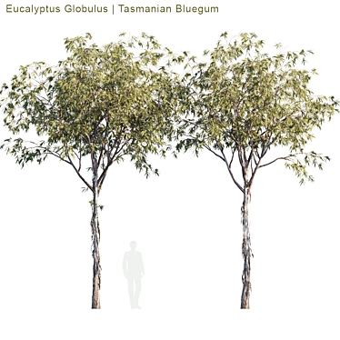 Tasmanian Bluegum - Vibrant Eucalyptus Model 3D model image 1 