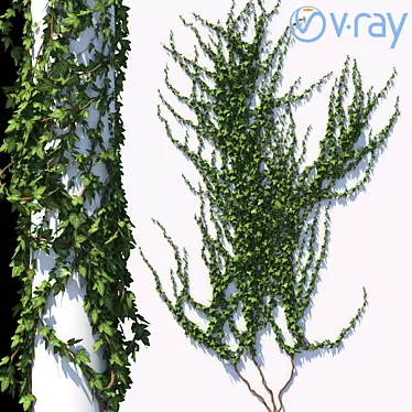 Versatile Ivy Collection for Architectural Visualization 3D model image 1 