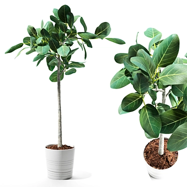 Bengal Ficus Set - Lush & Elegant 3D model image 1 