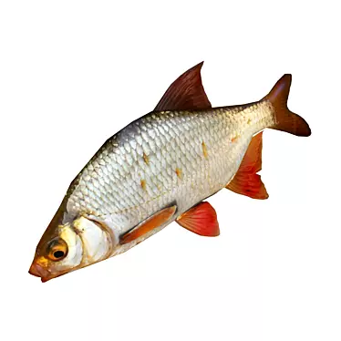 Animated Rudd Fish - 500 Tris 3D model image 1 
