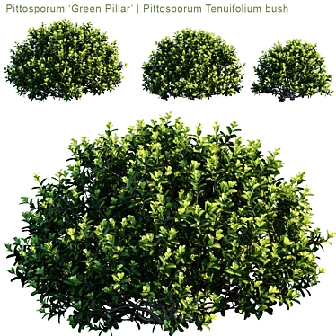 Versatile Green Pillar Bush | Pittosporum tenuifolium 3D model image 1 