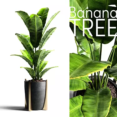 Tropical Banana Tree in Concrete Vase 3D model image 1 
