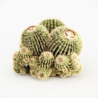 Golden Barrel Cactus - 888092 polys 3D model image 1 