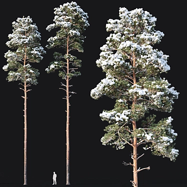 Snow-covered Pine Trees - Set of 2 3D model image 1 