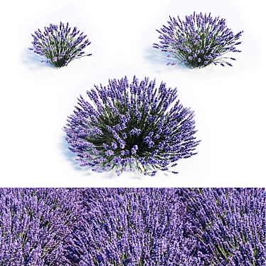 Elegant Lavender Trio: 40cm, 50cm, 60cm 3D model image 1 