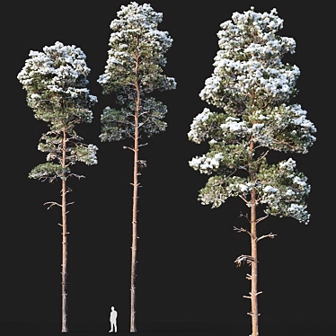 Snow-Covered Pine Trees: 2 Adult Pines, 19-22m Height 3D model image 1 