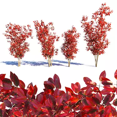 Amelanchier red: 4 Models with Vray 3D model image 1 