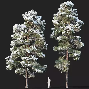 Winter Wonderland Pine Duo 3D model image 1 