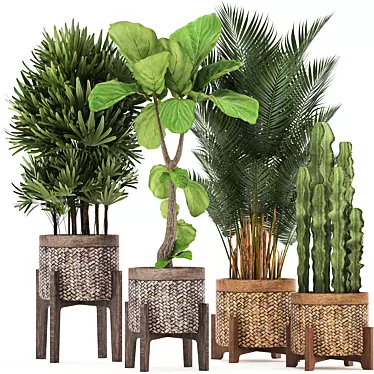 Exotic Plant Collection: Ficus Lyrata, Raphis Palm, Cactus 3D model image 1 