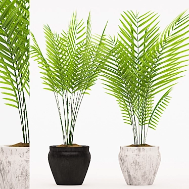 Title: Modern Palm Plant in Concrete Pot 3D model image 1 