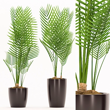 Glossy Pot Palm Plant 3D model image 1 