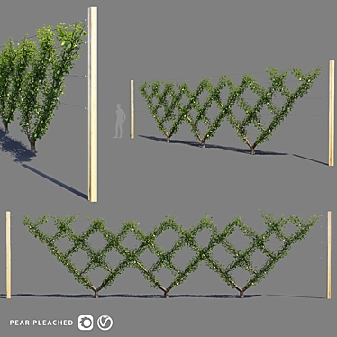 Fruitful Screen Trellis | Pear Pleached 3D model image 1 