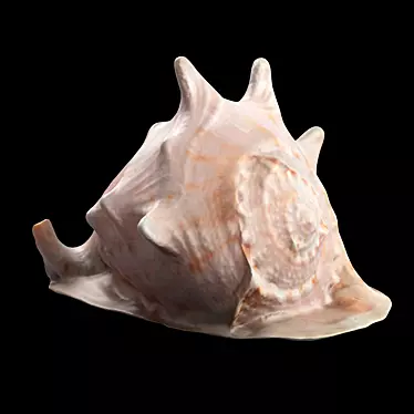 Modern Seashell Sculpture 3D model image 1 