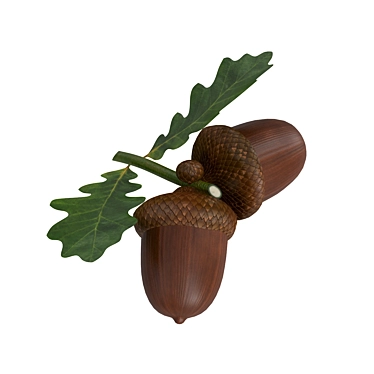 Leafy Delights: Dried Acorns for Natural Crafts 3D model image 1 