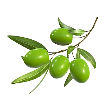 Graceful Olive Branch: PBR Textures 3D model image 1 