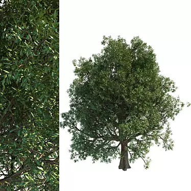 Tall Leafy Tree Accent 3D model image 1 