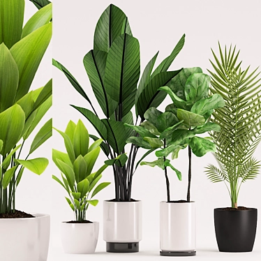 Exotic Plant Collection: Aspidistra, Banana Palm, Ficus Pandurata, Palm 3D model image 1 