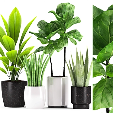 Botanical Bliss: Aspidistra, Sansevieria, Ficus, Aloe Vera 3D model image 1 