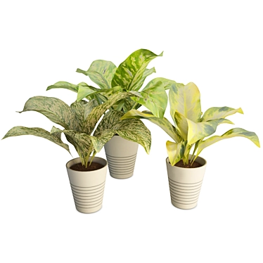 Tropical Diffebachia Plants: 3D Models 3D model image 1 