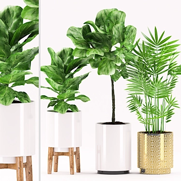 Ficus Pandurata & Palm Plants-152: Pot Varieties | 3D Max FBX 3D model image 1 