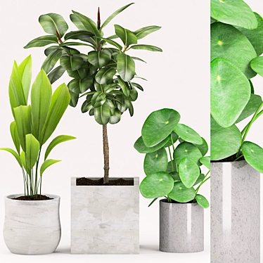 Green Oasis Collection: Aspidistra, Peperonia, Rubber Plant 3D model image 1 