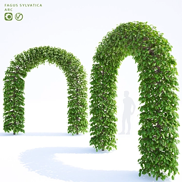 European Beech Arch | Fagus Sylvatica Arch 3D model image 1 